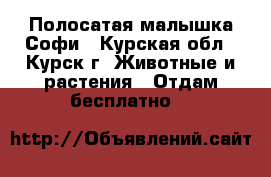 Полосатая малышка Софи - Курская обл., Курск г. Животные и растения » Отдам бесплатно   